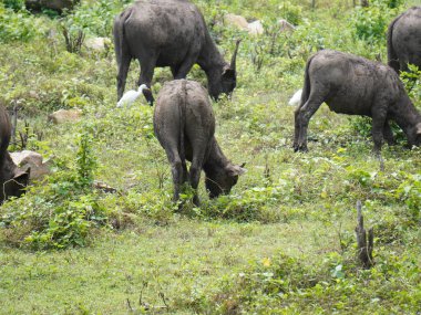 Yoğun Yeşillikte Bufalo otlaması