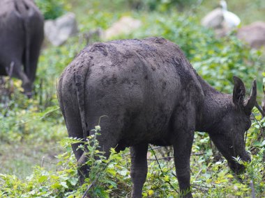 Yoğun Yeşillikte Bufalo otlaması