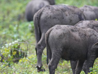 Yoğun Yeşillikte Bufalo otlaması