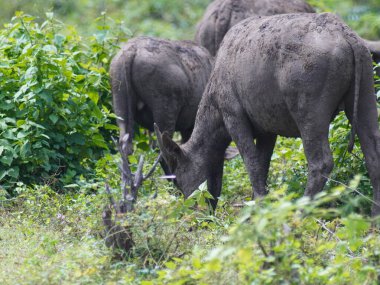 Buffalo Grazing in Dense Greenery clipart