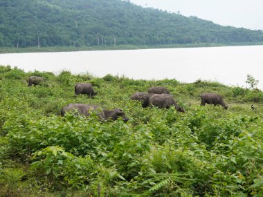 Buffalo Grazing in Dense Greenery clipart