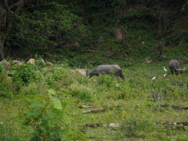 Yoğun Yeşillikte Bufalo otlaması
