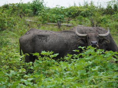 Yoğun Yeşillikte Bufalo otlaması