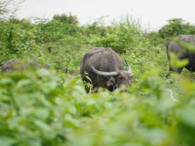 Yoğun Yeşillikte Bufalo otlaması