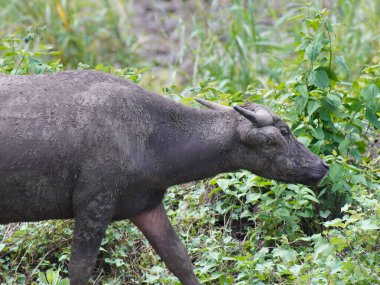 Yoğun Yeşillikte Bufalo otlaması