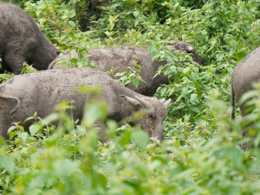 Buffalo Grazing in Dense Greenery clipart