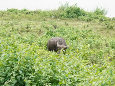 Buffalo Grazing in Dense Greenery clipart