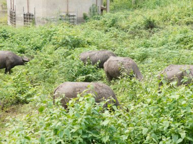 Buffalo Grazing in Dense Greenery clipart