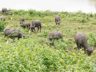 Yoğun Yeşillikte Bufalo otlaması