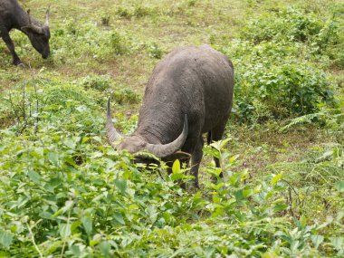 Yoğun Yeşillikte Bufalo otlaması
