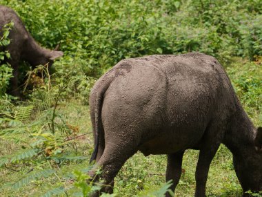 Yoğun Yeşillikte Bufalo otlaması
