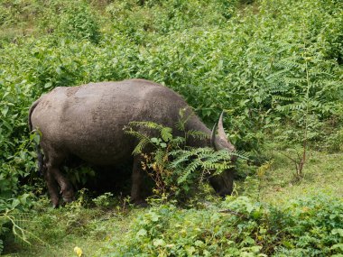 Yoğun Yeşillikte Bufalo otlaması