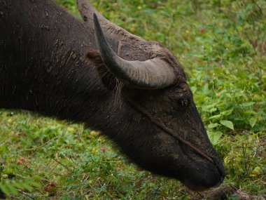 Yoğun Yeşillikte Bufalo otlaması