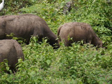 Buffalo Grazing in Dense Greenery clipart