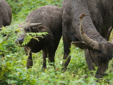 Yoğun Yeşillikte Bufalo otlaması