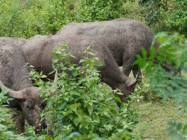 Yoğun Yeşillikte Bufalo otlaması