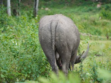 Buffalo Grazing in Dense Greenery clipart