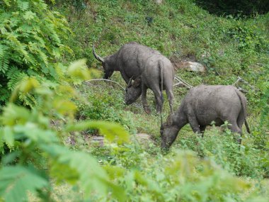 Buffalo Grazing in Dense Greenery clipart