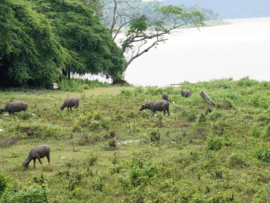 Yoğun Yeşillikte Bufalo otlaması