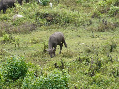 Yoğun Yeşillikte Bufalo otlaması