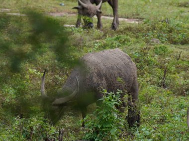 Yoğun Yeşillikte Bufalo otlaması