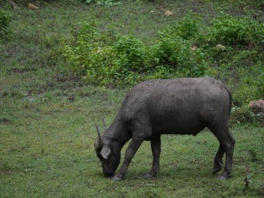 Yoğun Yeşillikte Bufalo otlaması