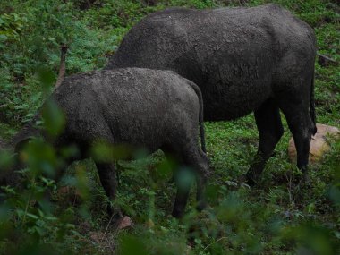 Yoğun Yeşillikte Bufalo otlaması