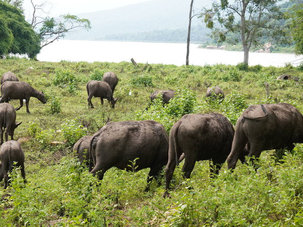 Buffalo Grazing in Dense Greenery