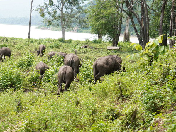 Buffalo Grazing in Dense Greenery