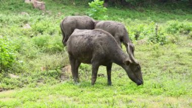  Yoğun Yeşillikte Bufalo otlaması