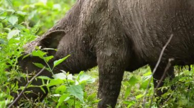  Yoğun Yeşillikte Bufalo otlaması