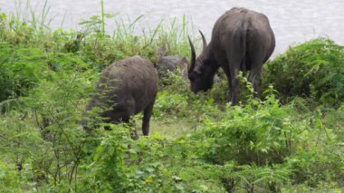  Yoğun Yeşillikte Bufalo otlaması
