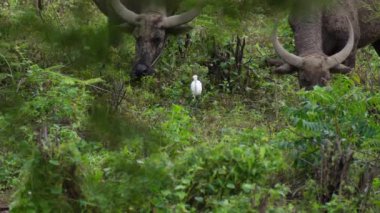  Yoğun Yeşillikte Bufalo otlaması