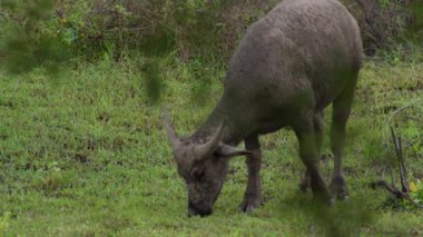  Yoğun Yeşillikte Bufalo otlaması