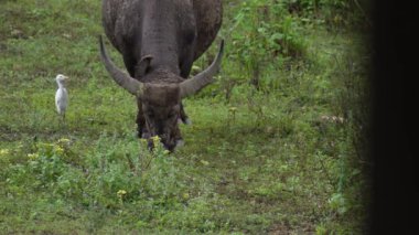  Yoğun Yeşillikte Bufalo otlaması