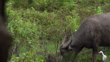  Yoğun Yeşillikte Bufalo otlaması