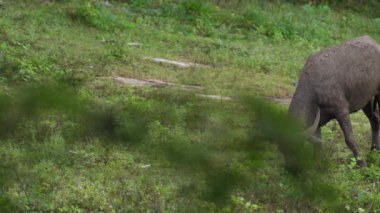  Yoğun Yeşillikte Bufalo otlaması