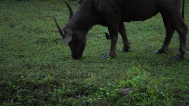  Yoğun Yeşillikte Bufalo otlaması