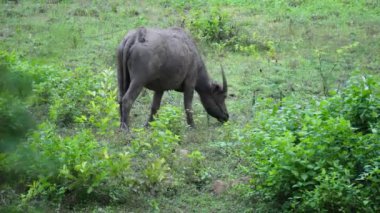  Yoğun Yeşillikte Bufalo otlaması