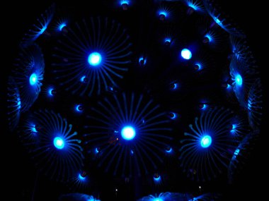 Mavi LED Balo Deniz anası Simülasyonu.