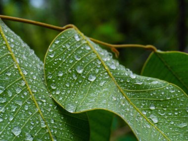 Yağmurdan sonra taze yeşil yapraklara su damlaları düşer. Yaprağın üzerine su damlalarının yakın plan fotoğrafı..