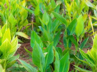 Güneşli bir günde parkta çiçek bahçesi. İlkbaharda çiçekler açıyor..