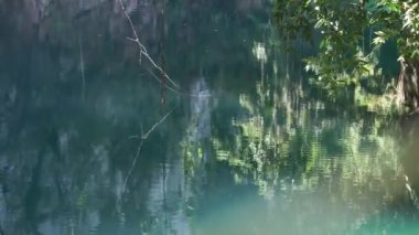 Mavi gölde yüzen çeşitli balık türlerinin görüntüsü. Kara balıklar kayalıklara ve canlı su bitkilerine karşı yüzerler..