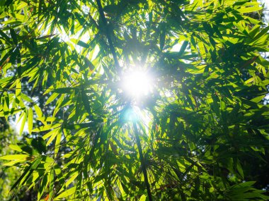 Tropikal bir ormandaki büyük bir ağacın tepesinden manzarayı seyret. Ağaç taçtaki güneş ışınları. Doğa arkaplanı