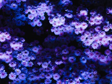 ASEAN Çiçek Festivali 'nde renkli çiçek bahçesi dekorasyonu, Chiang Rai Eyaleti, Tayland.