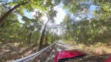 Berrak bir günde dalların arasından süzülen güneş ışığıyla yemyeşil ve uzun ağaçlarla çevrili sakin bir yolda giden bir arabadan manzara.