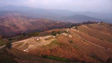 Tayland 'daki hasat sırasındaki mısır tarlalarının havadan görüntüsü. Dağdaki mısır tarlasında mısır..