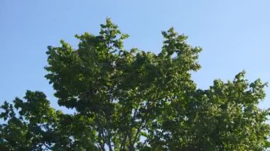 Yeşil yaprakları olan büyük bir ağaç güçlü bir rüzgarla mavi gökyüzüne doğru esiyor. Yaz parkında rüzgarlı hava.