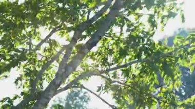 Yeşil yaprakları olan büyük bir ağaç güçlü bir rüzgarla mavi gökyüzüne doğru esiyor. Yaz parkında rüzgarlı hava.