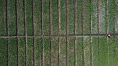 Dağdaki tarım alanının havadan görünüşü. Çiftçiler kırsal bölgedeki tarım alanında sebze yetiştiriyorlar..
